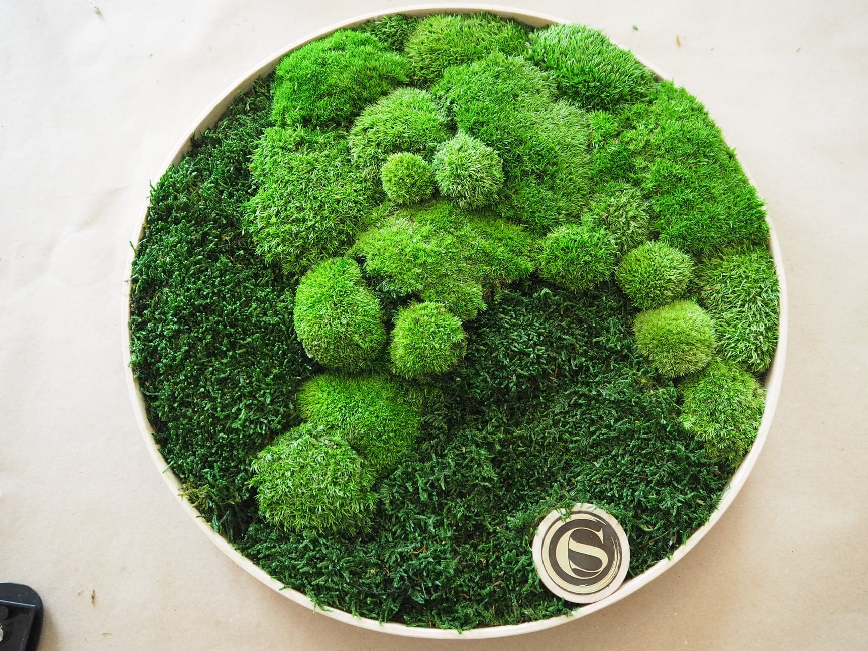 Image of moss and stabilized plants - Image 5