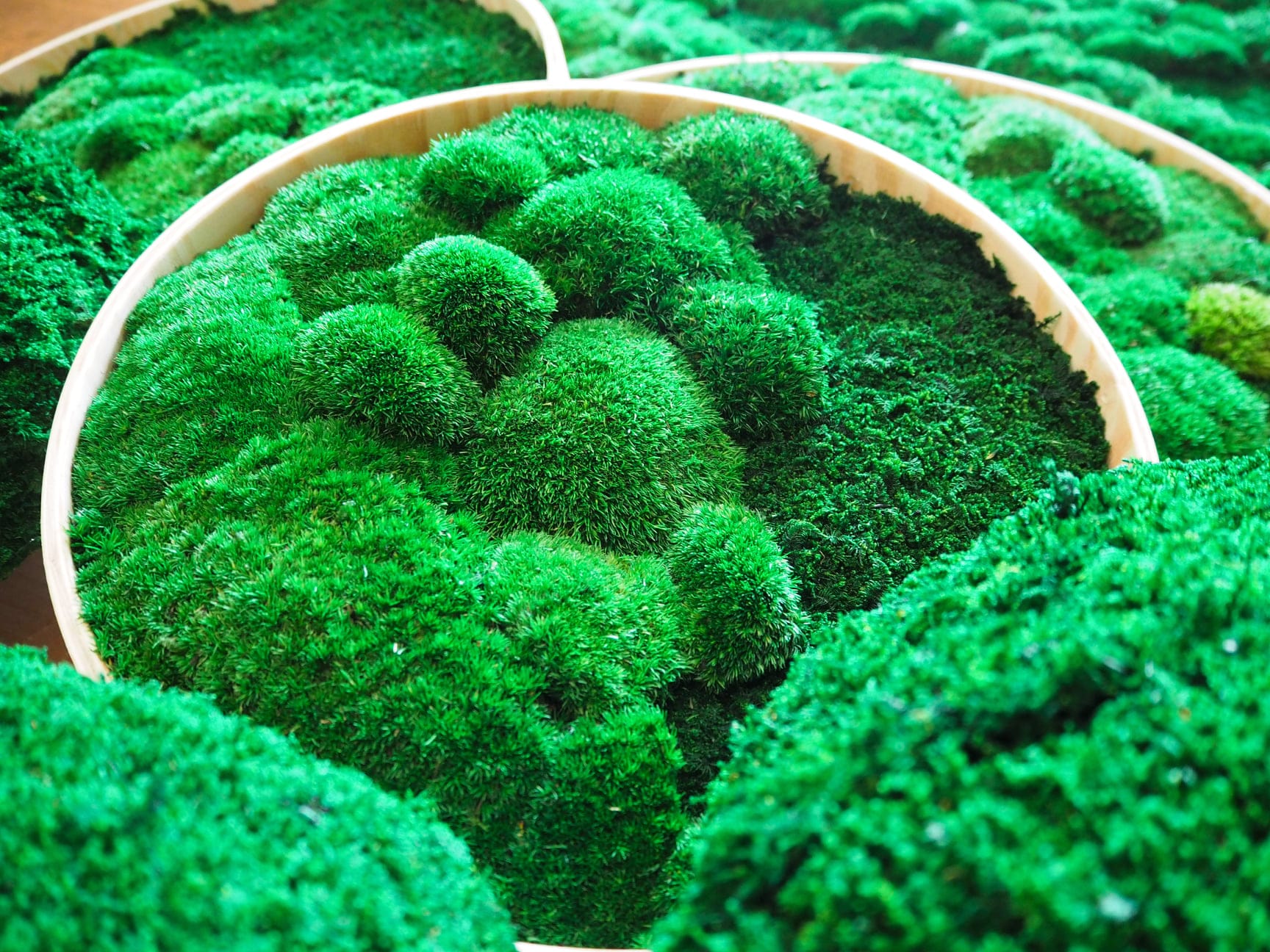 Image of moss and stabilized plants - Image 7