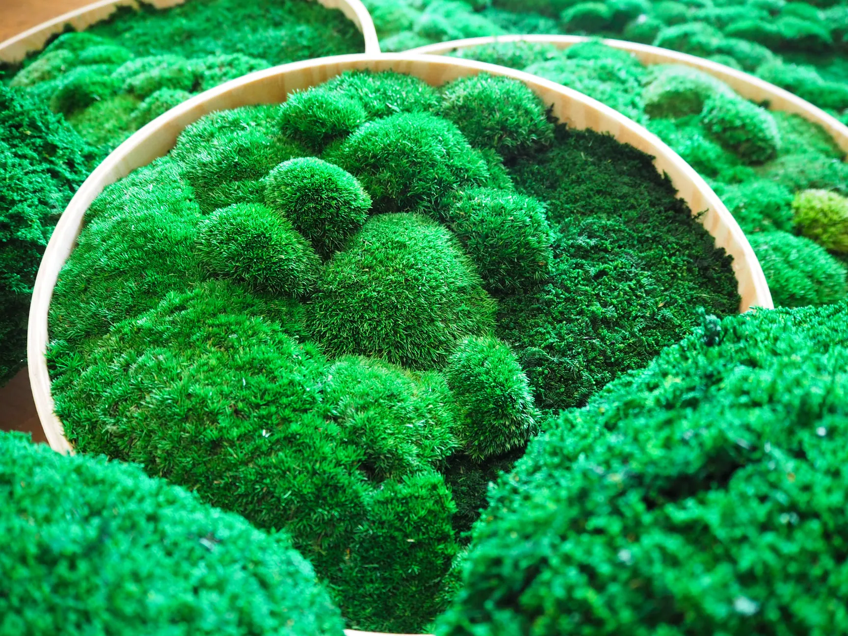 Obraz z mchu i roślin stabilizowanych - obrazek 7