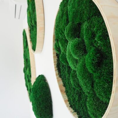 Image of moss and stabilized plants