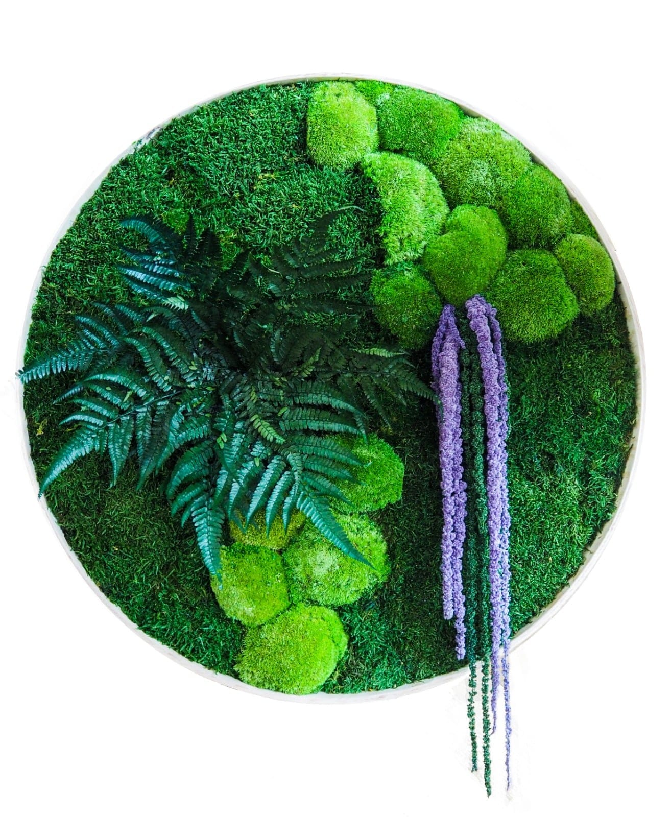 Image of moss and stabilized plants